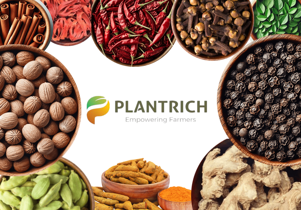 Spice Profile